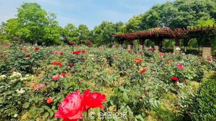 包邮比亚迪F0改装专用汽车拉花全车贴奔奔迷你 FO QQ通用车身贴纸