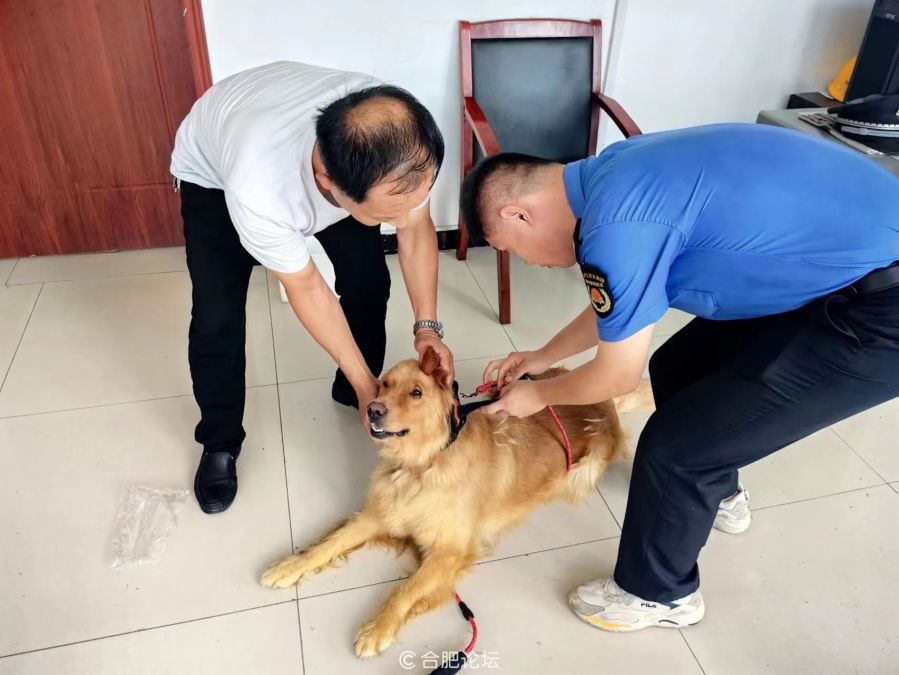 城西桥中心：城管中队文明捕捉 让流浪犬不在流浪