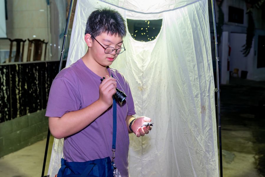 夜间观虫.jpg