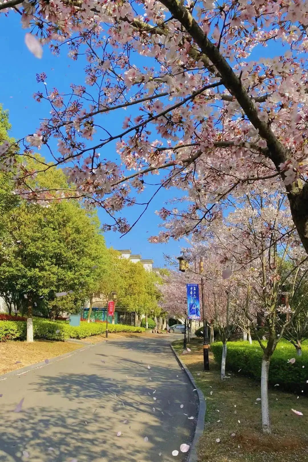 ٶ Ϸʺҵзнڿչ