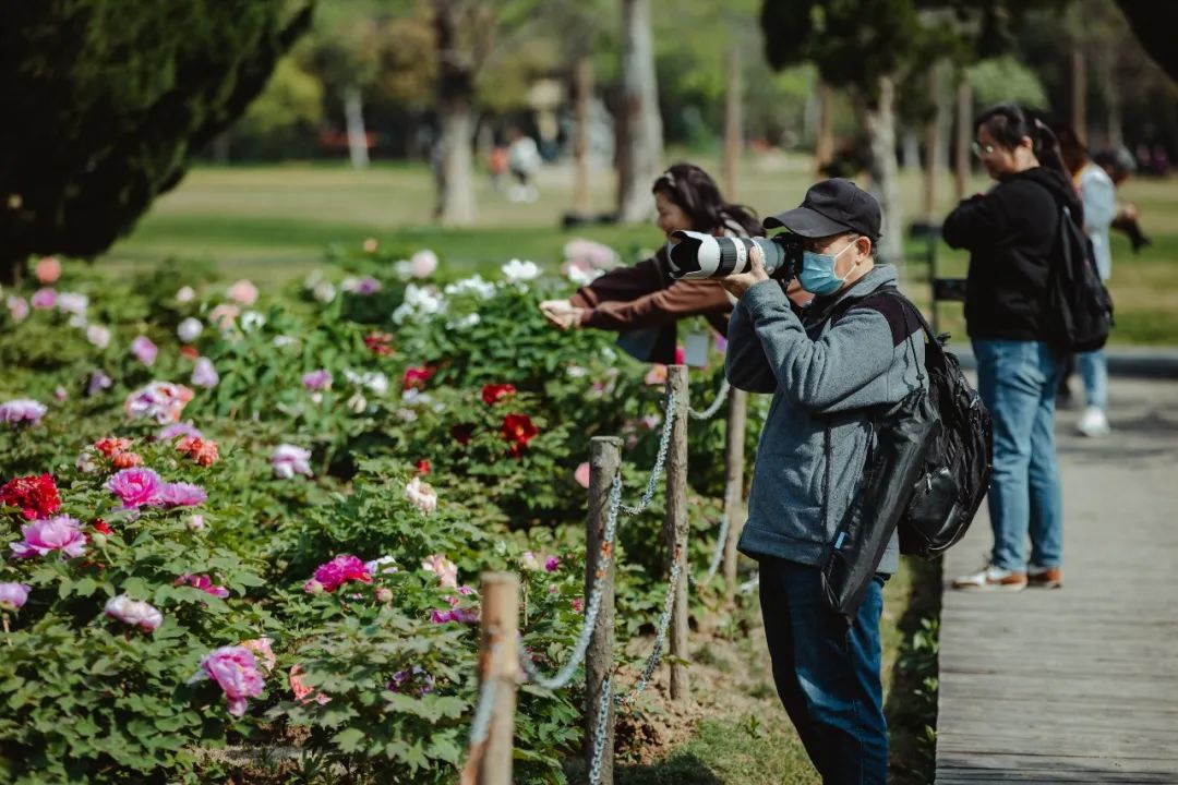 相约安徽·向春而行｜花香醉三国，庐阳这场牡丹游园会太“可”了！