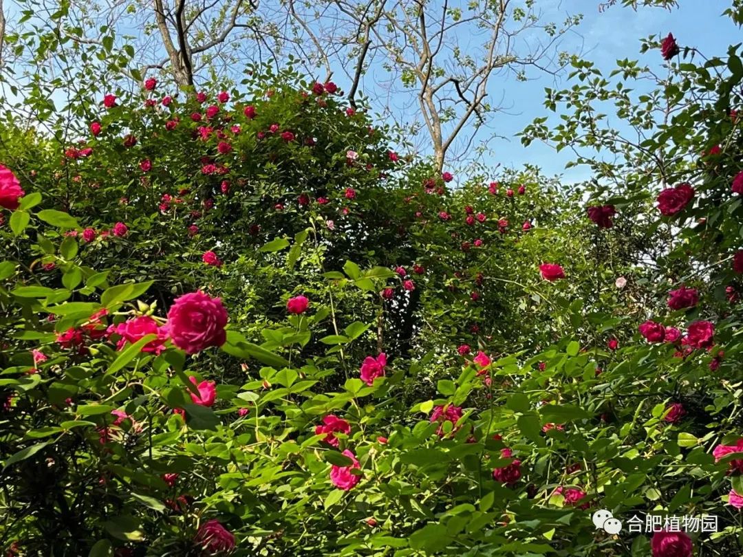 汉阴千亩荷塘 绘就夏日热门打卡新景