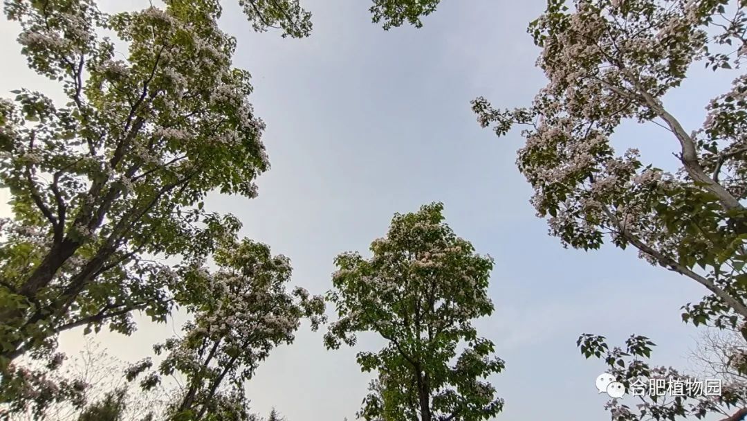 ջӮֽҸӵв